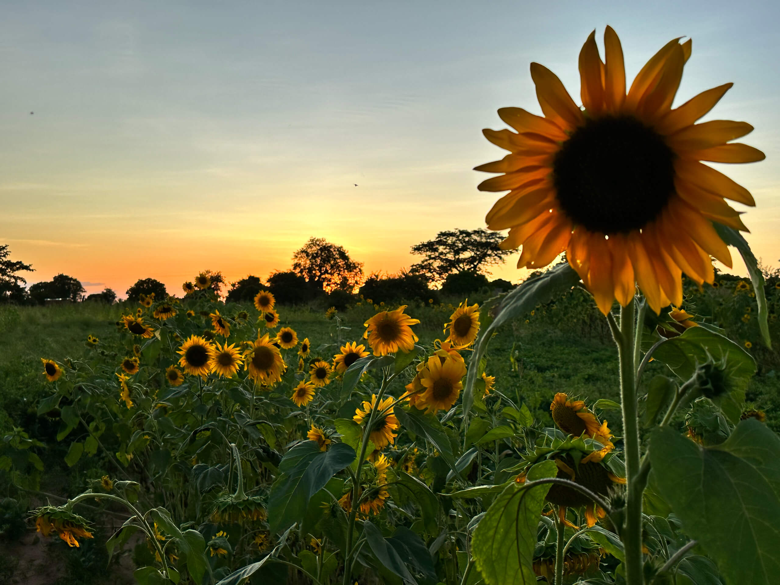 Sunflower Field