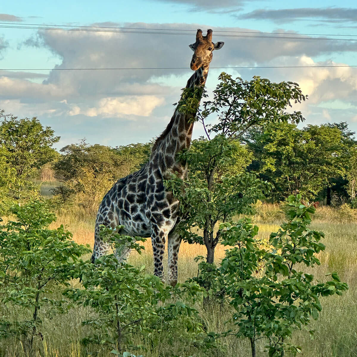 literacy-ministries-giraffe